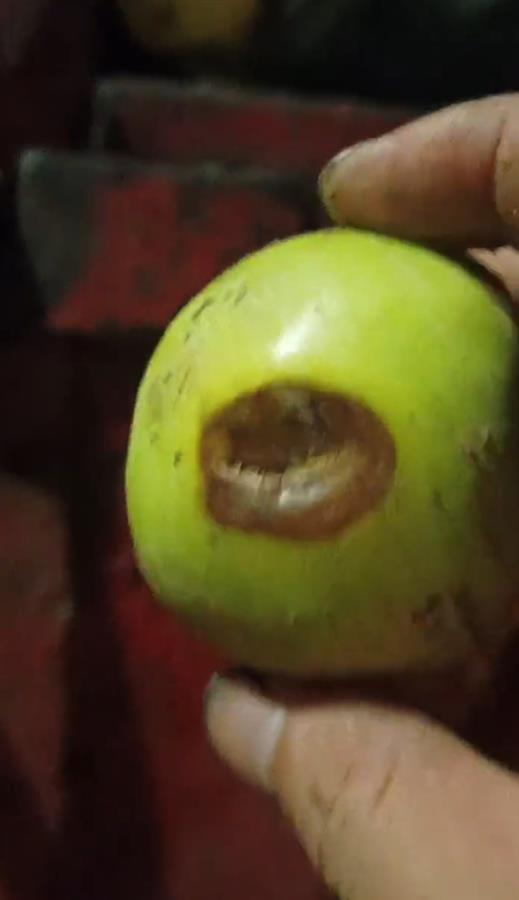 禮泉爛蘋果榨汁風(fēng)波 企業(yè)稱有選果流程，市監(jiān)局緊急叫停產(chǎn)品出庫